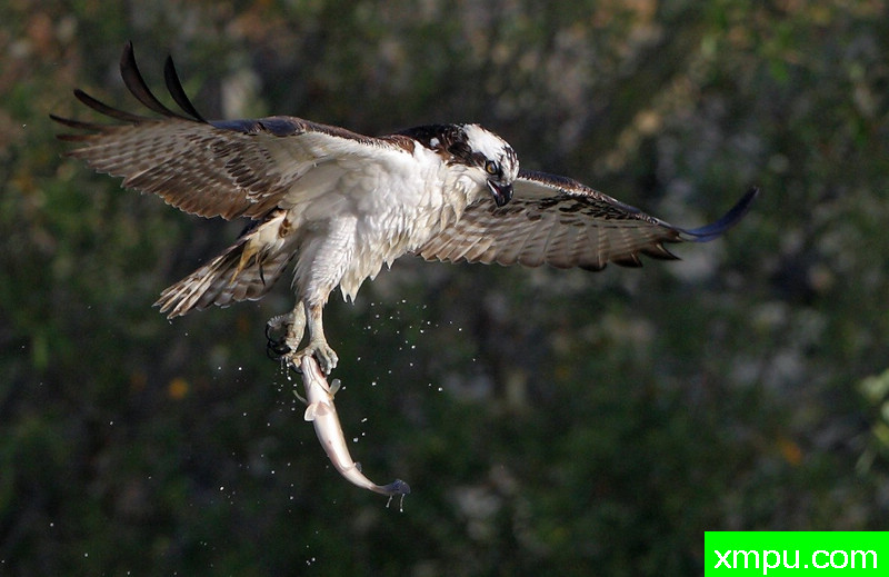 空气鱼鹰及不情愿的乘客-著名摄影师：TMJ摄影[美国]