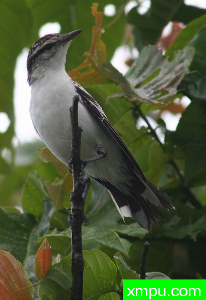 汤加鸟-Lalage_maculosa_close
