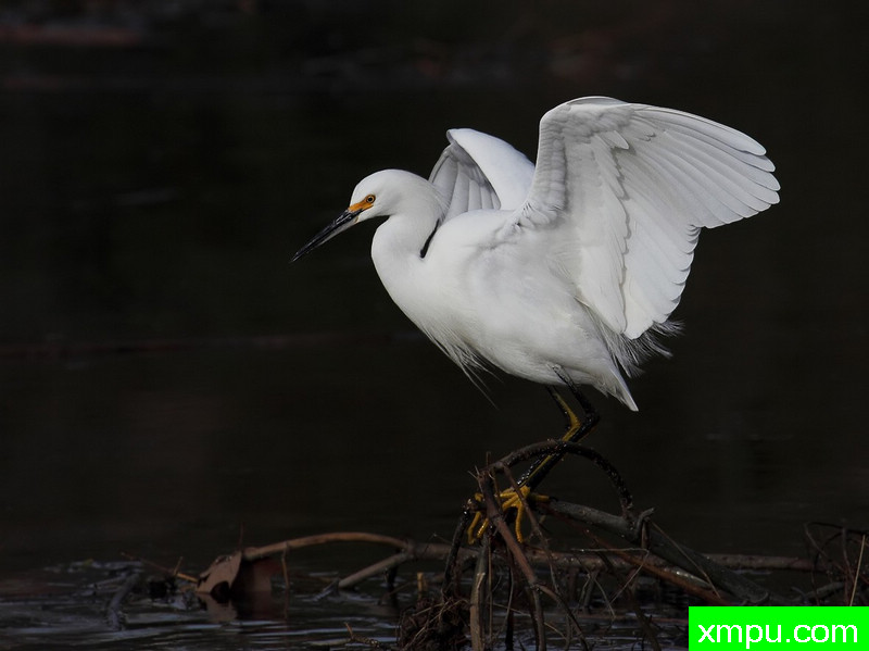 白鹭鸶04---著名摄影师：TMJ摄影[美国]