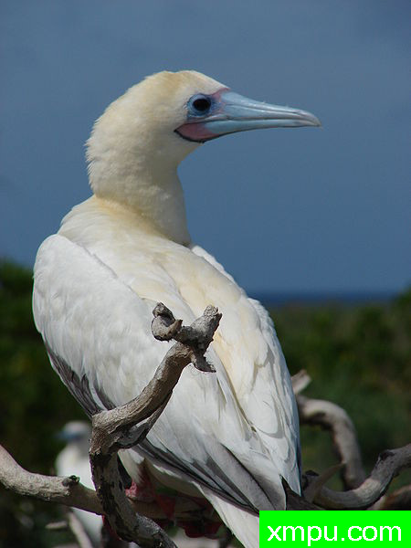 中途岛---无人居住的岛屿 _Tournefortia_argentea