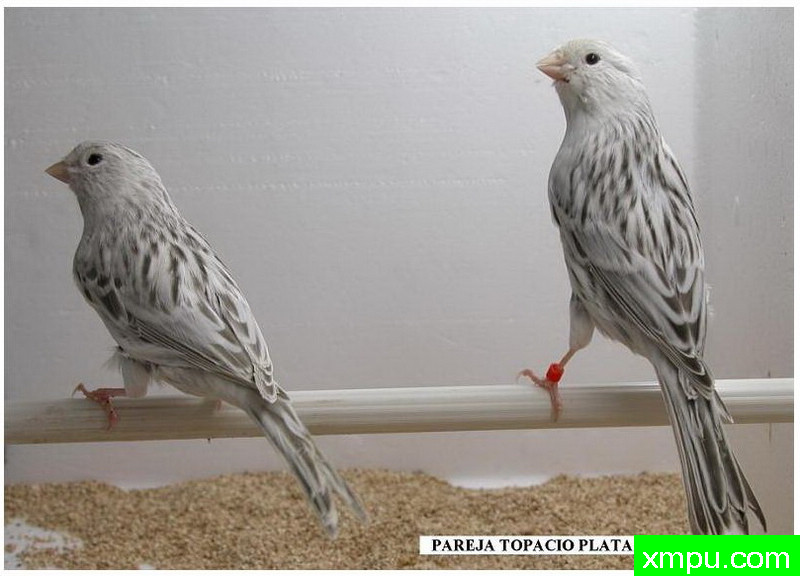 金丝雀--银灰蛇纹--著名摄影师：贡萨洛Basurto Antolin摄影