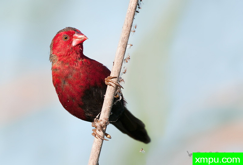 深红芬奇--著名荒野摄影师：杰拉德摄影