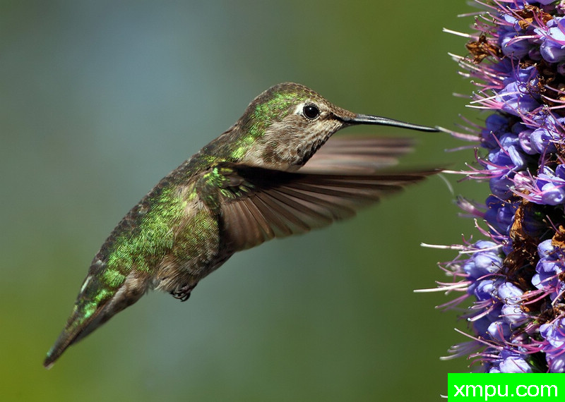 女安娜悍马---著名摄影师：TMJ摄影[美国]