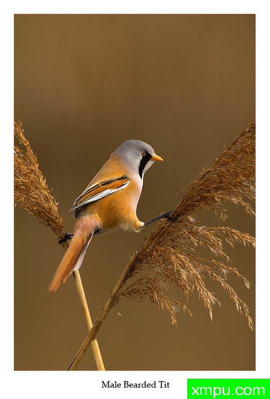 杂技02---摄影师： 丹尼绿色摄影