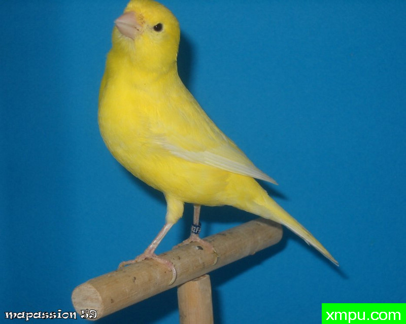 金丝雀-男jaune希米尔-porteur lutino2 ---著名摄影师：mapassio