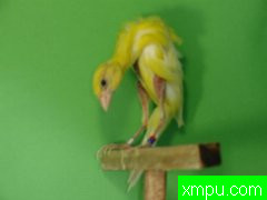 金丝雀2011流行色[西班牙]配音自动播放