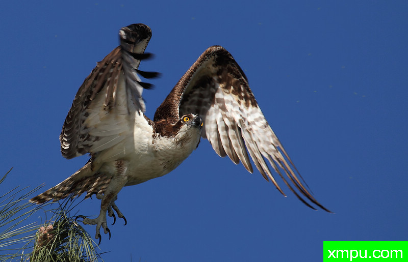 “鱼鹰”以截止 ---著名摄影师：TMJ摄影[美国]