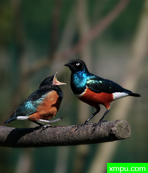 美丽的颜色--著名自然摄影师：匡卡诺摄影