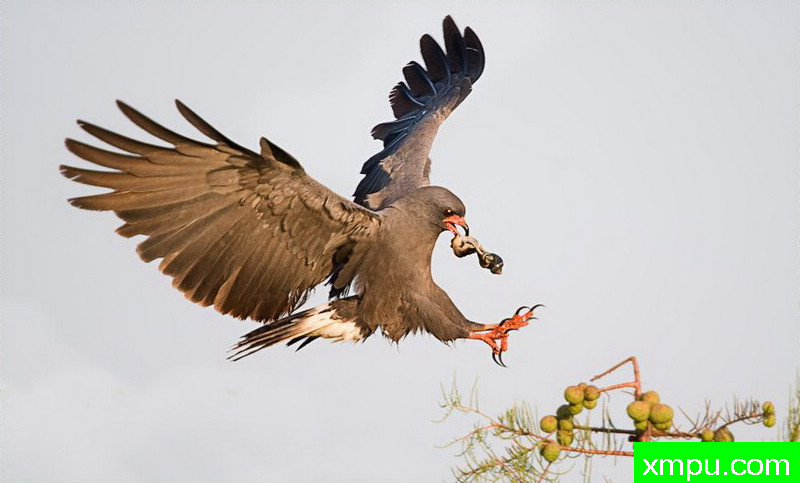 起落架---著名摄影师：罗尔夫Hicker。自然摄影[美国]