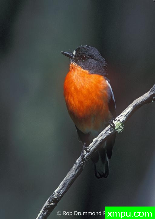 火焰罗宾01[澳大利亚]--著名荒野摄影师：罗布德拉蒙德摄影