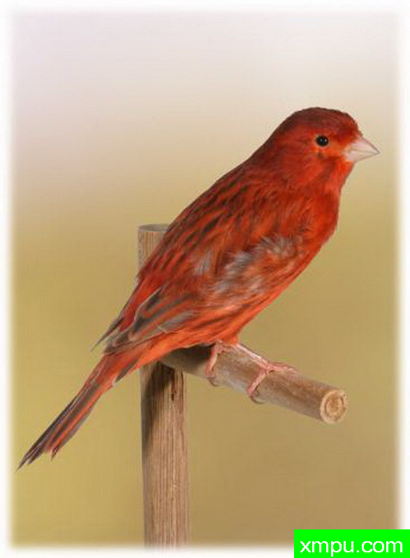 金丝雀--红桂皮玉鸟----摄影师：约翰凡德maelen 摄影[荷兰]