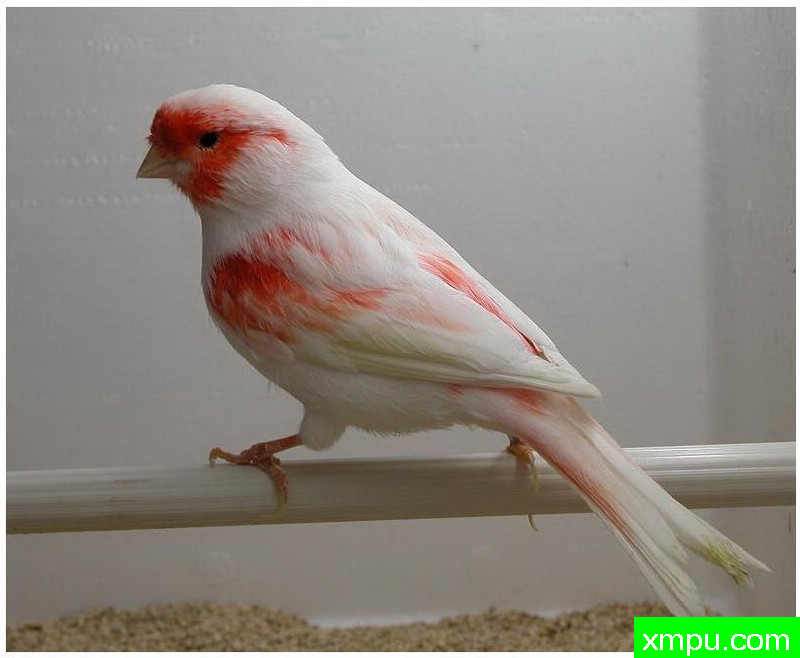 金丝雀--红mosaico4 --著名摄影师：贡萨洛Basurto Antolin摄影