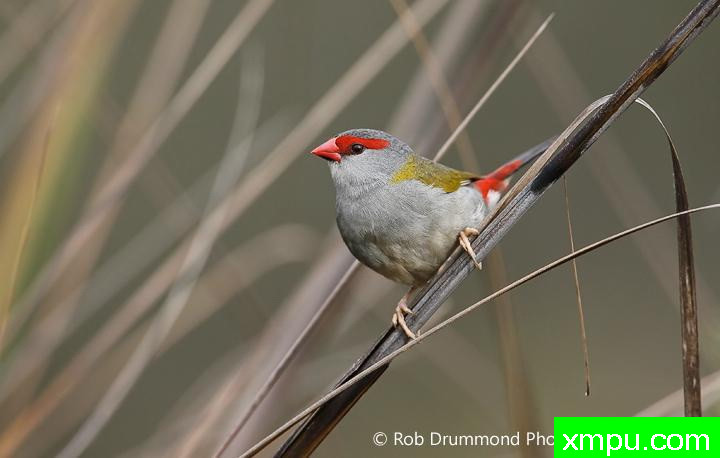 红眉雀[澳大利亚]--著名荒野摄影师：罗布德拉蒙德摄影