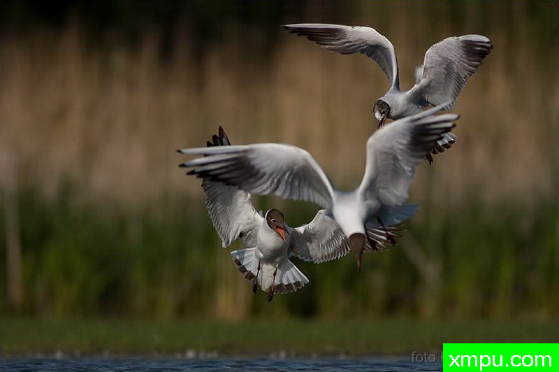 红嘴鸥--著名荒野摄影师：克里斯托弗Sztaba 摄影