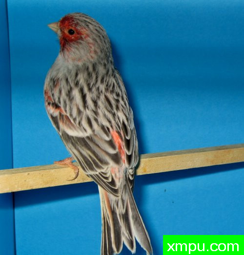 金丝雀-联合国玛瑙topaze--著名摄影师：canarisime 摄影[法国]