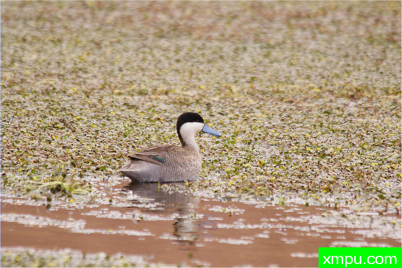 普纳鸭---著名自然摄影师： 艾蒂安Artigau 摄影[美国]