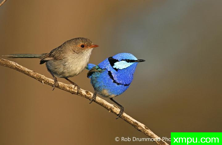 灿烂的童话蓝鸟02--著名荒野摄影师：罗布德拉蒙德摄影