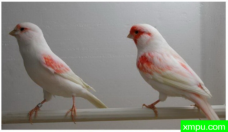 金丝雀--红色马赛克--著名摄影师：贡萨洛Basurto Antolin摄影