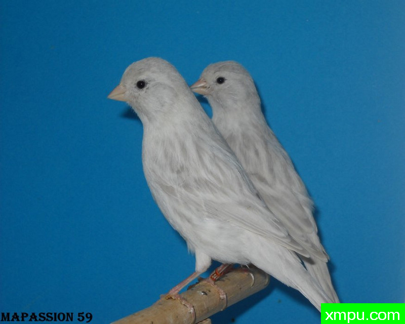 金丝雀-浅蛇纹玛瑙---著名摄影师：mapassion593112摄影