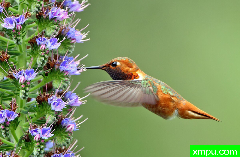 议员棕喂食的时间---著名摄影师：TMJ摄影[美国]