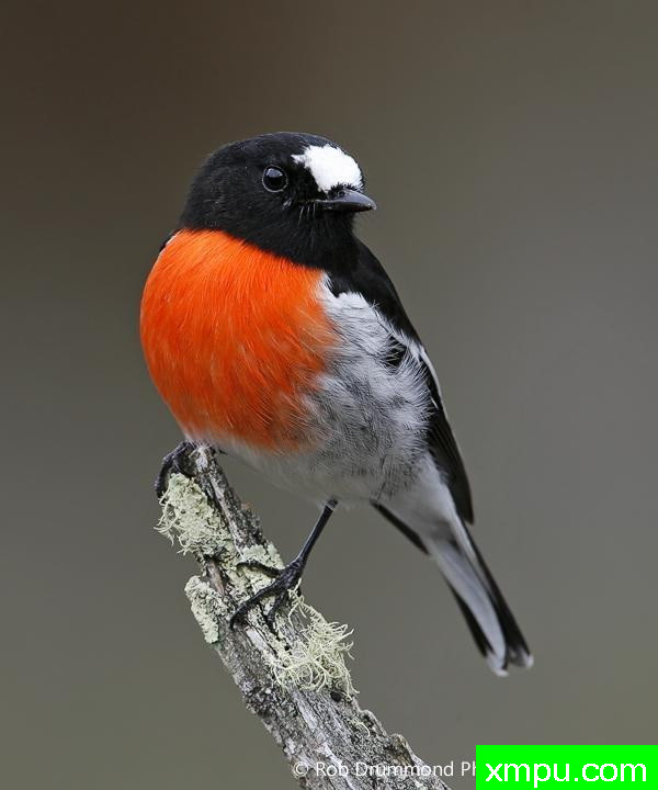 血色罗宾02--著名荒野摄影师：罗布德拉蒙德摄影