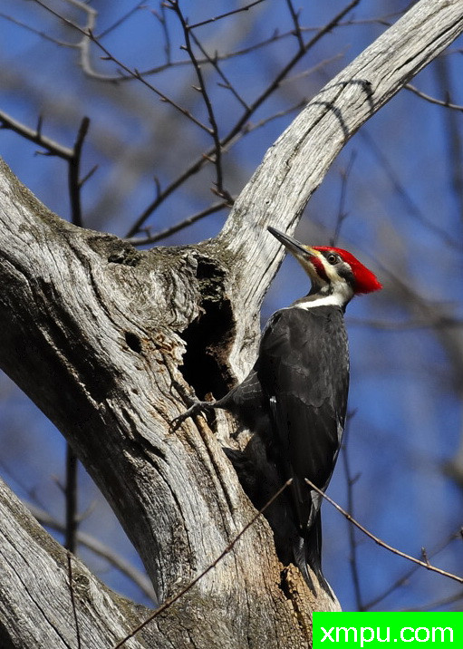 红头啄木鸟--摄影师：彼得伊瓦诺斯基摄影