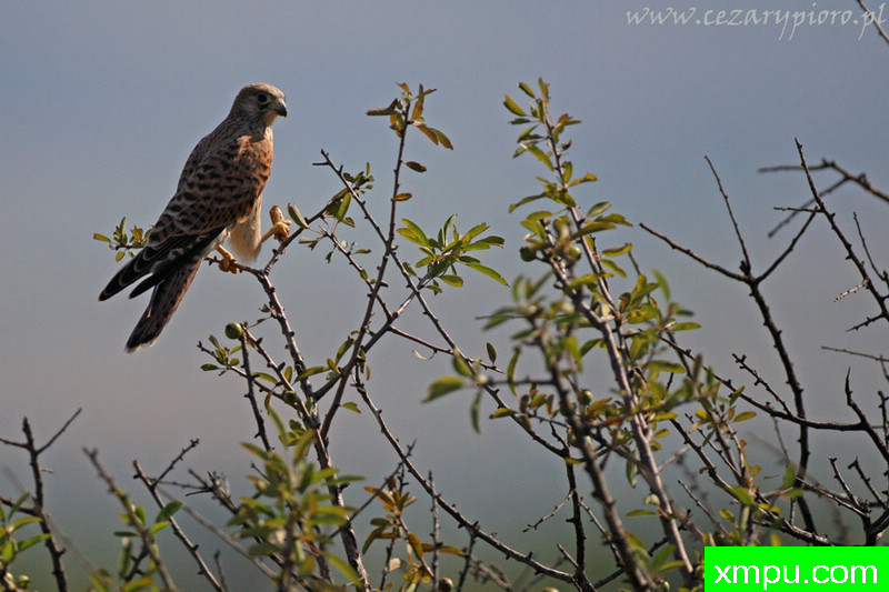 红隼（隼tinnunculus）---著名摄影师：Cezar摄影