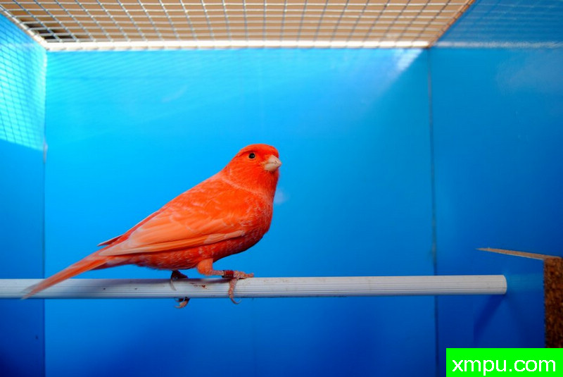 金丝雀--霜叶红冠军鸟04--摄影师：BATTAGLIA64摄影