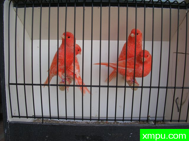 金丝雀--霜叶红冠军鸟04--摄影师：BATTAGLIA64摄影