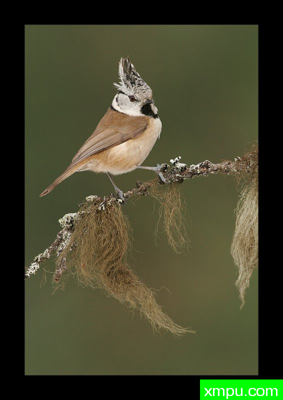 凤头山雀--著名摄影师：丹尼斯帕特里克洛伦茨摄影