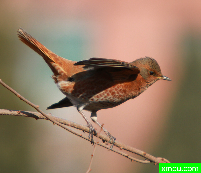 林鸟—斑鸫---著名自然摄影师： 双刃剑客摄影