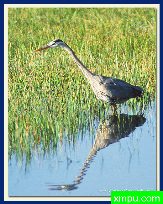 布卢赫伦---威廉克法赫摄影