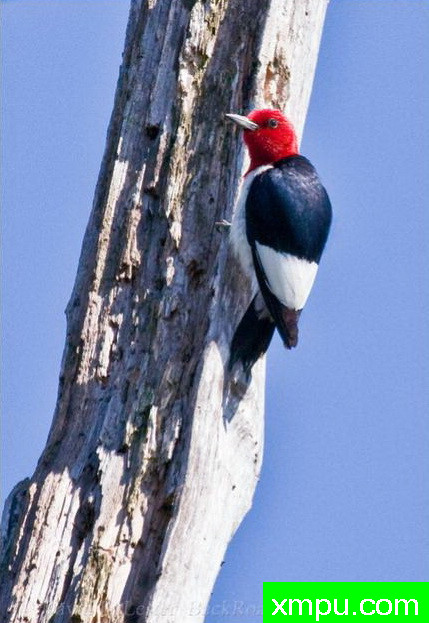 红头啄木鸟02--著名摄影师：大卫莱斯特é 摄影
