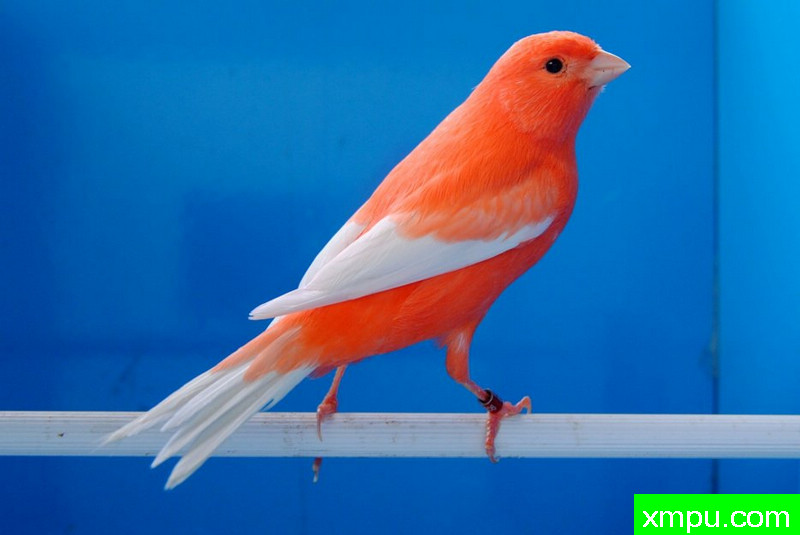 金丝雀--玉翅白尾辣椒红----摄影师：BATTAGLIA64[意大利]