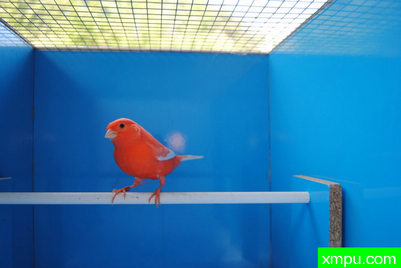 金丝雀--玉翅白尾辣椒红----摄影师：BATTAGLIA64[意大利]