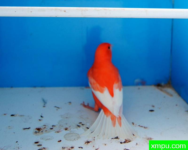 金丝雀--玉翅白尾辣椒红----摄影师：BATTAGLIA64[意大利]