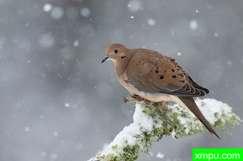 班鸠--著名摄影师：大卫考特尼摄影