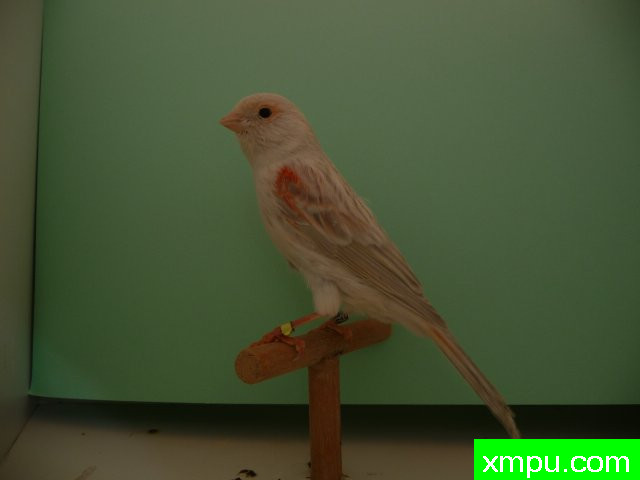 金丝雀   玛瑙opale mosaique胭脂2010年[品种：红蛇纹]---著名摄