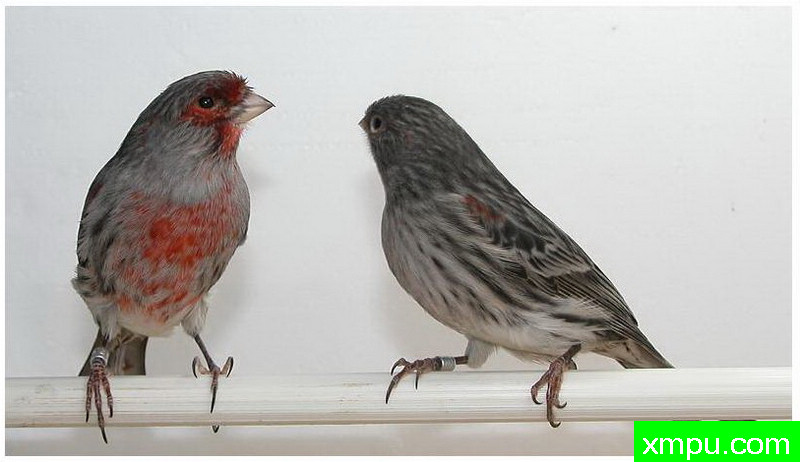 红黑色的马赛克--著名摄影师：贡萨洛Basurto Antolin摄影