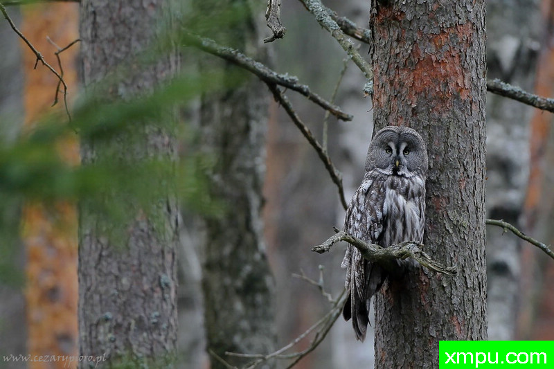 乌林鸮（Strix nebulosa）---著名摄影师：Cezar摄影