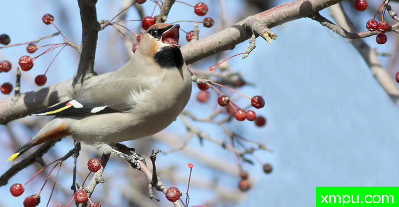 太平鸟觅食图--著名自然摄影师：风邪摄影