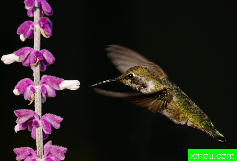 喂食蜂鸟07---著名摄影师：TMJ摄影[美国]