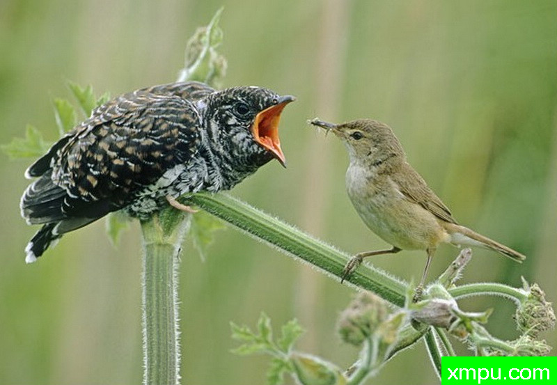 一只苇莺正给一只杜鹃宝宝喂食