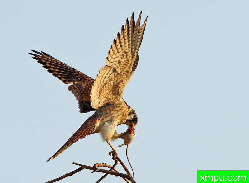 红隼和Fieldmouse晚餐---著名摄影师：TMJ摄影[美国]