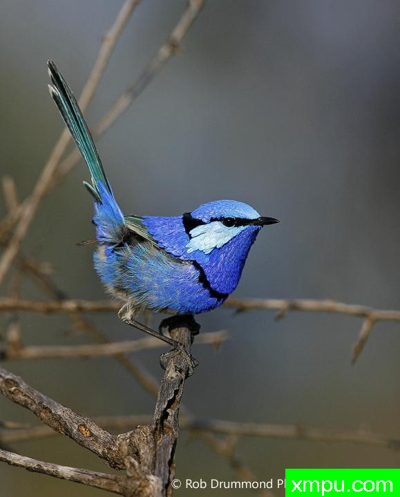 灿烂的童话蓝鸟--著名荒野摄影师：罗布德拉蒙德摄影