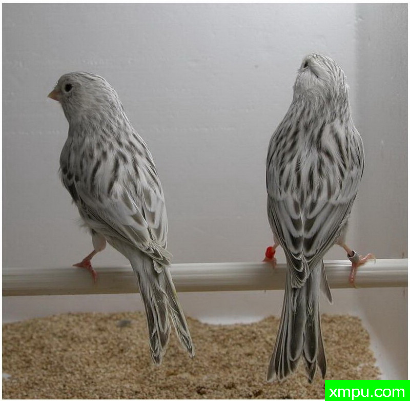 金丝雀--灰玛瑙镶嵌蛋白石--著名摄影师：贡萨洛Basurto Antolin