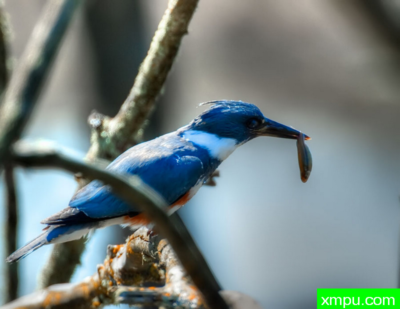 翠鸟与午餐---著名摄影师：塞德里克雅凯摄影