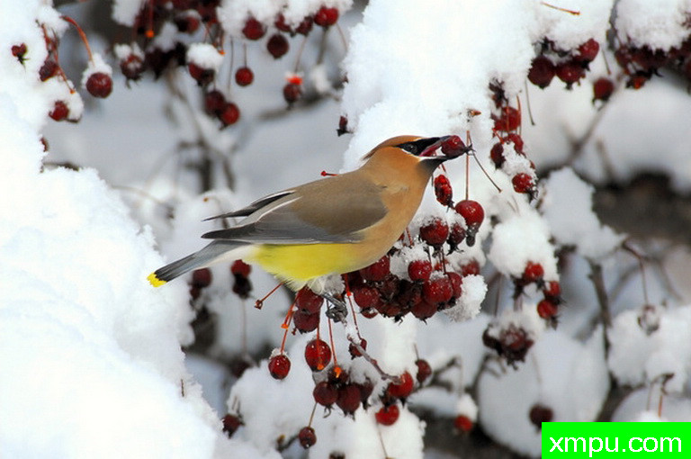 太平鸟 4--摄影师：彼得伊瓦诺斯基摄影