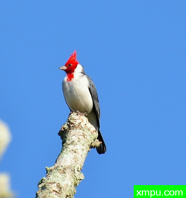 红衣主教（Paroaria科罗纳塔奥斯卡Abener Fenalti