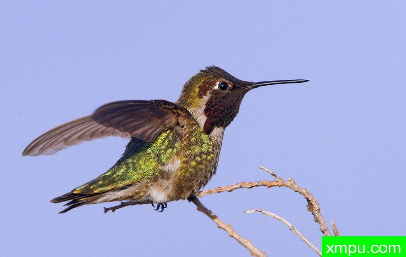 先生安娜！ ---著名摄影师：TMJ摄影[美国]